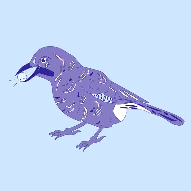 Chi Crew : Olnat