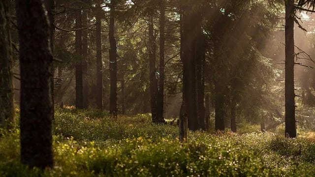 Die Frau im Wald